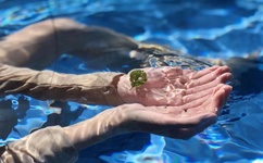 篱笆女人和狗主题歌